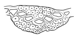 Dicranoloma platycaulon, costa cross-section, mid leaf. Drawn from isolectotype, W. Bell s.n., CHR 543119.
 Image: R.C. Wagstaff © Landcare Research 2018 